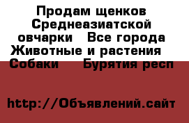 Продам щенков Среднеазиатской овчарки - Все города Животные и растения » Собаки   . Бурятия респ.